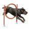 Agility hop forhindring ring