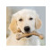 Benebone Puppy Wishbone Bacon M, 18cm
